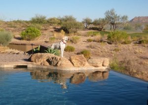 About Malibu Pool Service and Repair in Mesa Arizona
